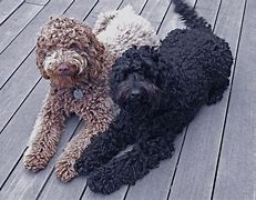 Image result for Labradoodle