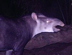 Image result for California Tapir