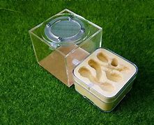 Image result for Ant Enclosure