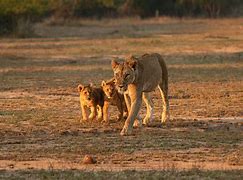 Image result for Mother Lioness