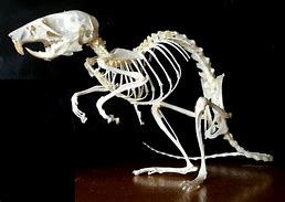 Image result for Voles Bone Diagram