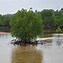 Image result for Mangrove Bonsai