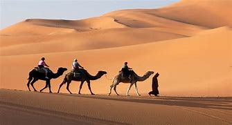 Image result for Camello Desierto