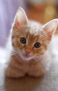 Image result for Tabby Cat Kitten