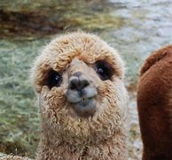 Image result for Pictures of a Baby Fluffy Cute Llama