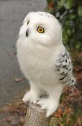 Image result for White Owl Animal