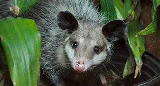 Image result for Black Opossum