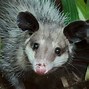 Image result for Black Opossum