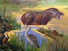 Image result for California Tapir