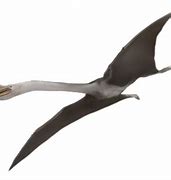 Image result for Alaska Pterosaur