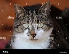 Image result for Cat Markings Chart