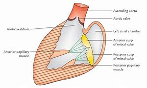 Image result for Left Atrium Anatomy