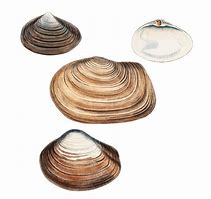 Image result for Unusual Clam Schell's