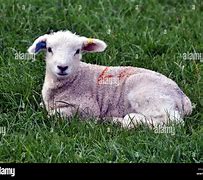 Image result for Cute Baby Lamb