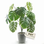 Image result for A&E Real Plant