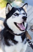 Image result for Black and White Husky Dog