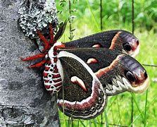 Image result for Giant Red Moth