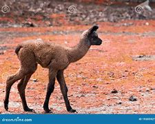 Image result for Lama Animal Baby