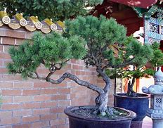 Image result for Bonsai Pine Tree