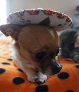 Image result for Taco Cat Costume