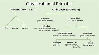 Image result for Primate Genus Chart