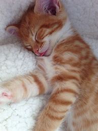 Image result for Cute Fluffy Ginger Kittens