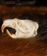 Image result for Muskrat Pelt