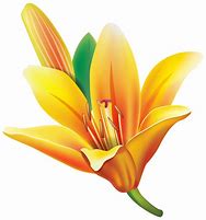 Image result for Yellow Lilly Clip Art