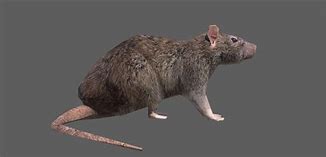 Image result for Rotating Rat