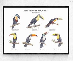 Image result for Toucan Species Chart