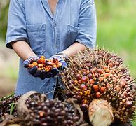 Image result for KELAPA SAWIT