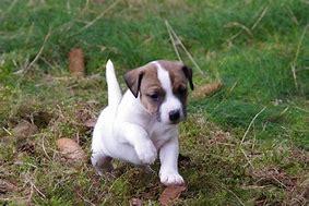 Image result for Parson Russell Terrier