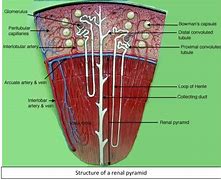 Image result for Renal Medulla Pyramid