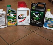 Image result for Best Systemic Weed Killer