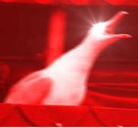 Image result for Bird Scream Meme