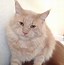 Image result for Cream Maine Coon Cat