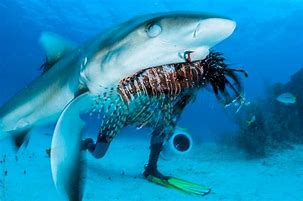 Image result for Shark Eating Small Fish