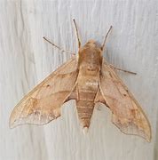 Image result for Moths in Trees