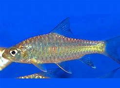 Image result for Ikan Sumatera