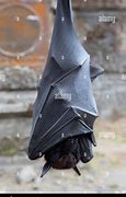 Image result for Megabat