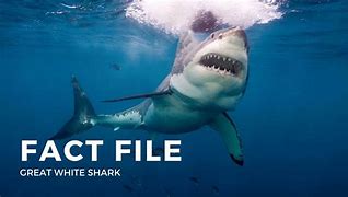 Image result for Great White Shark On Land