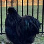 Image result for Gray Silkie Chicken