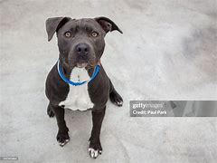 Image result for Pit Bull Dog Sitting