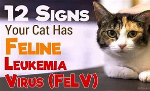 Image result for Sick Cat with Feline Leukemia