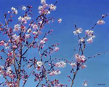 Image result for Cherry Blossom Tree Branches