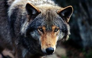 Image result for Hunder Wolf