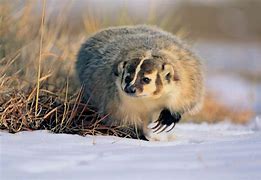 Image result for Badger Animal