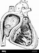 Image result for Picture Drawing Heart Side