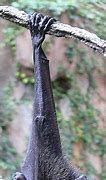 Image result for Megabat