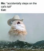 Image result for Cat Meme No Nut